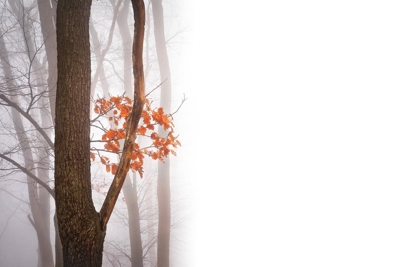 Enchanted Forest Wallpaper
